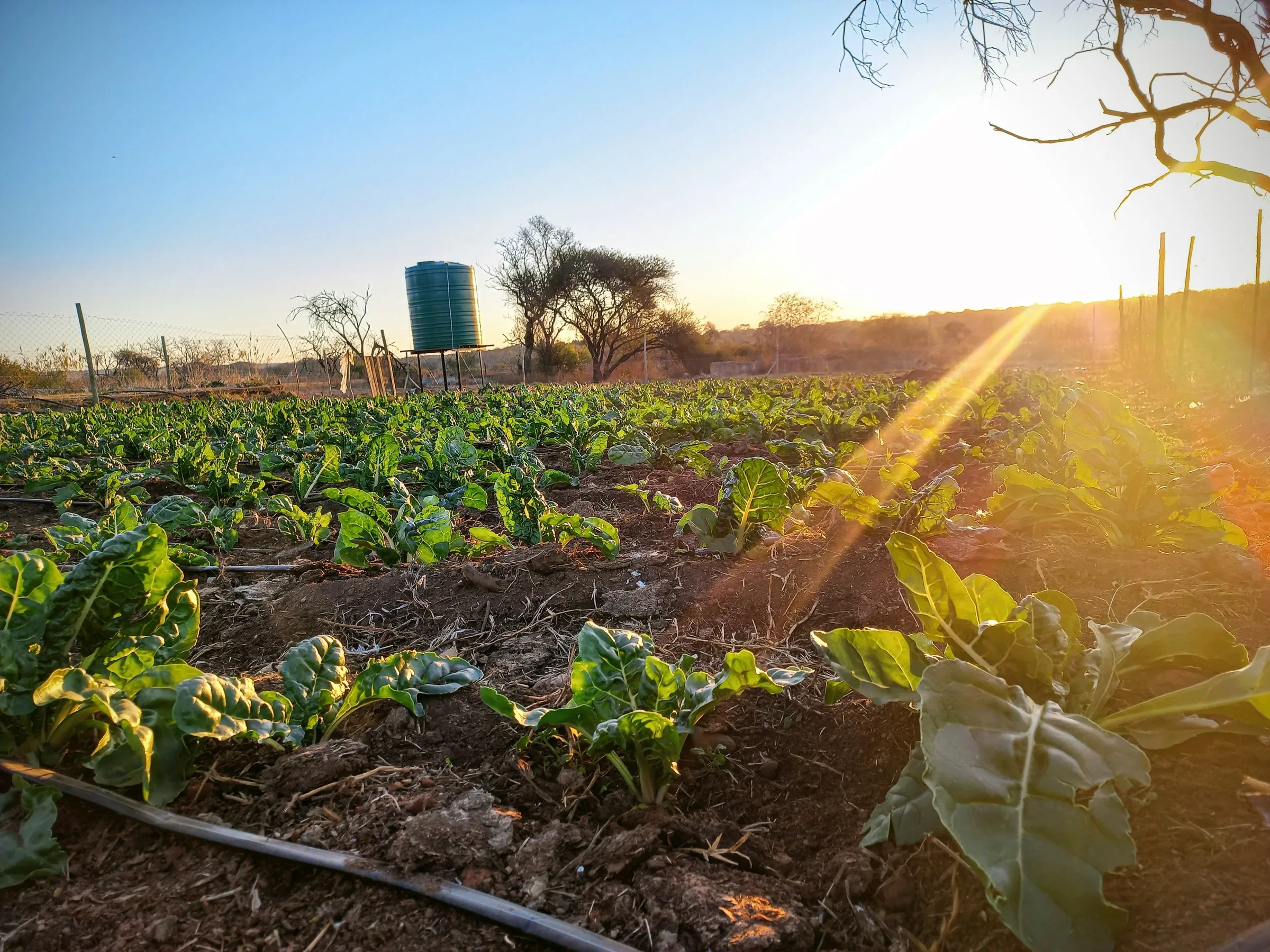 Irrigated vegetable beds at sunset