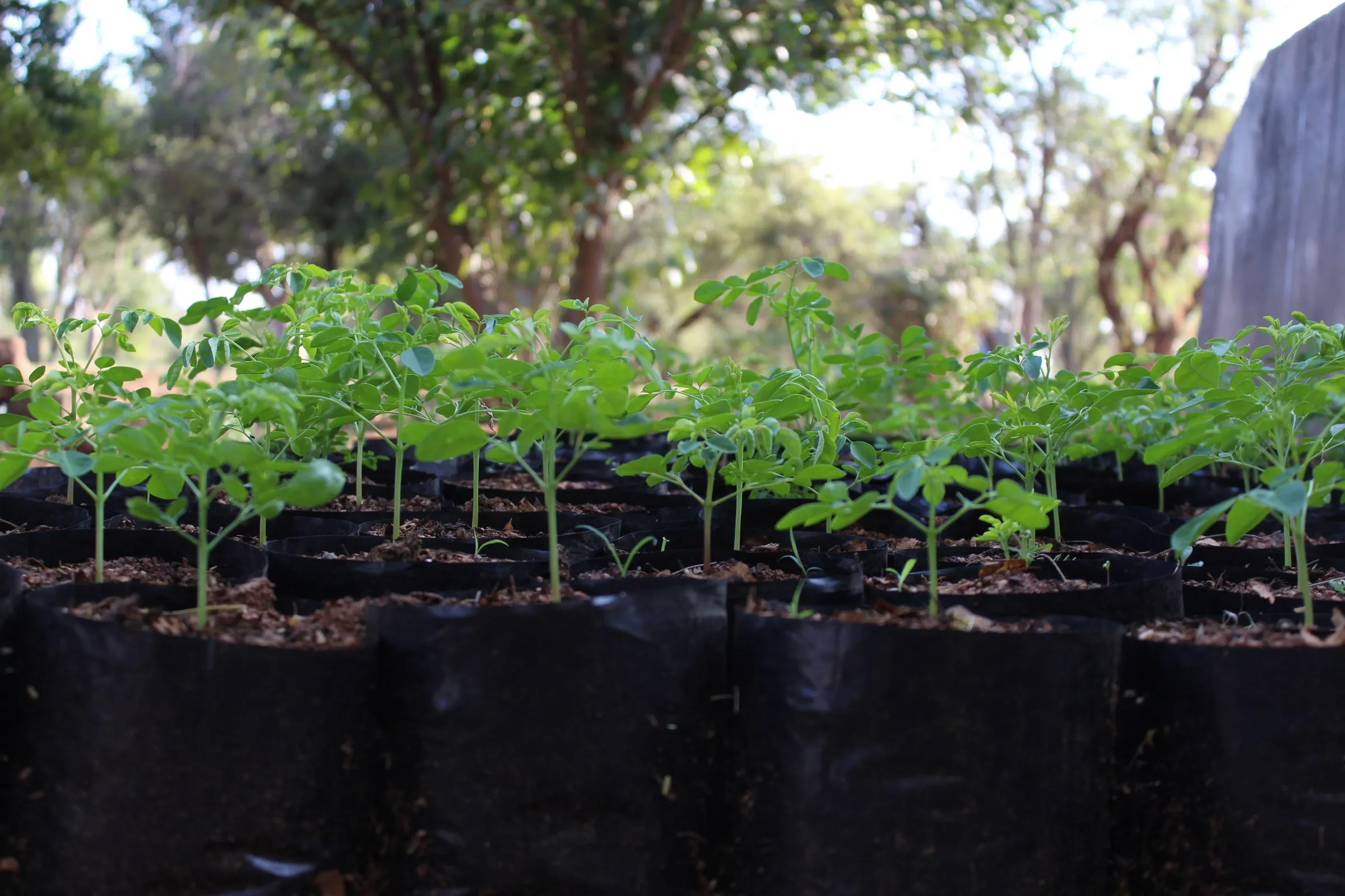 Tomato seedlings in nursery bags under shade netting